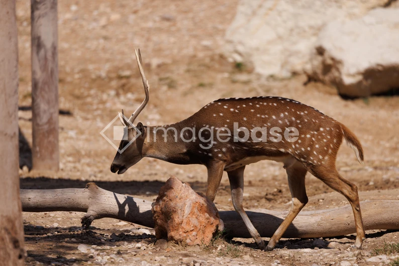 Deer in a Natural Habitat