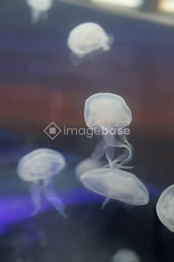 Ethereal Jellyfish