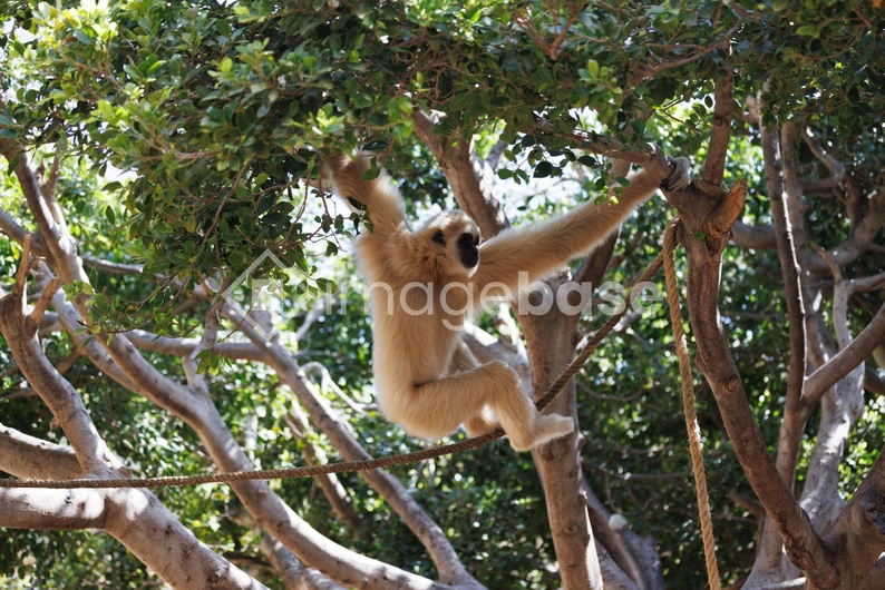 Gibbon in the Trees