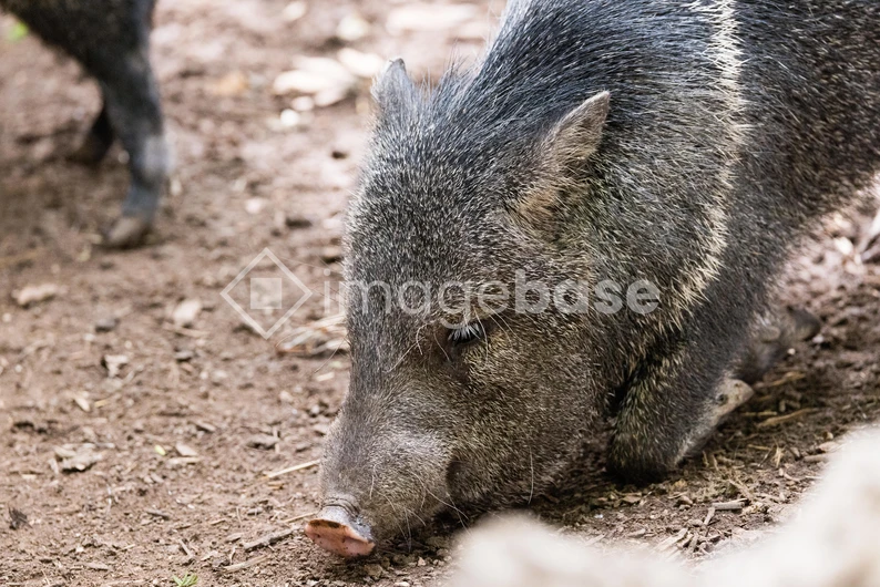 Wild Boar in Natural Habitat