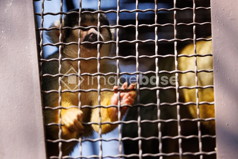 Squirrel Monkey Behind Bars