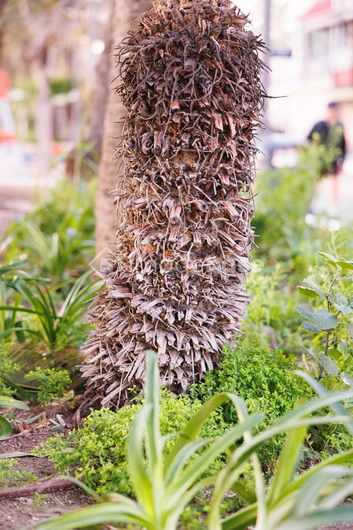 Close-up of a Textured Tree Trunk