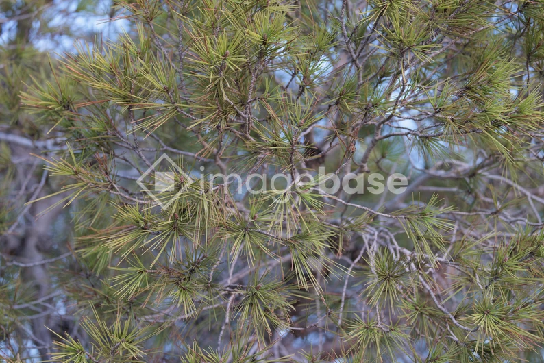 Pine Tree Close-Up
