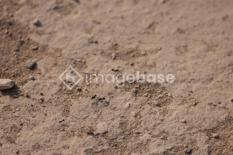 Ants on a Sandy Terrain