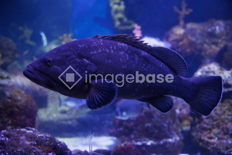 Underwater Fish