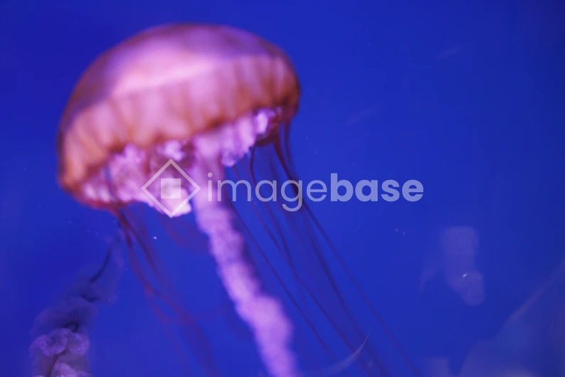 Graceful Jellyfish