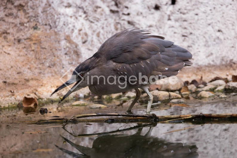 Bird by the Water
