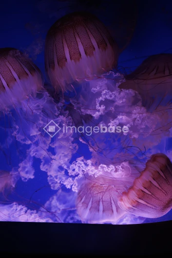 Captivating Jellyfish Display