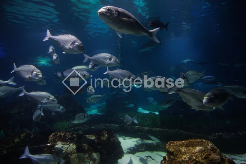 Underwater School of Fish
