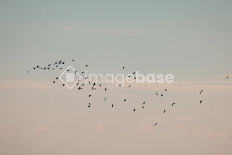 Flock of Birds in the Sky