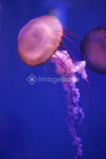 Graceful Jellyfish in Blue Waters