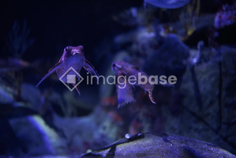 Underwater Fish Encounter