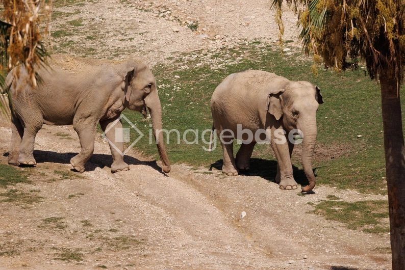 Pair of Elephants in a Natural Setting