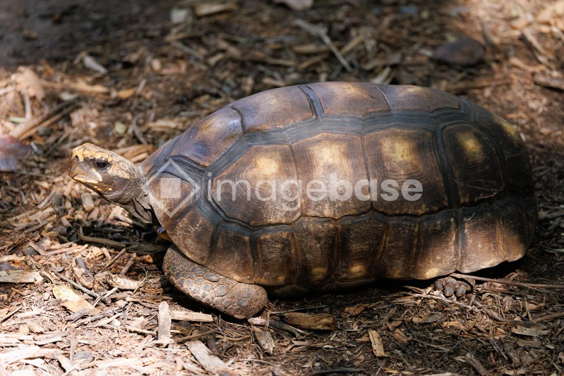 Tortoise on Ground