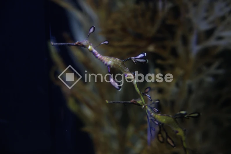 Underwater Sea Dragon