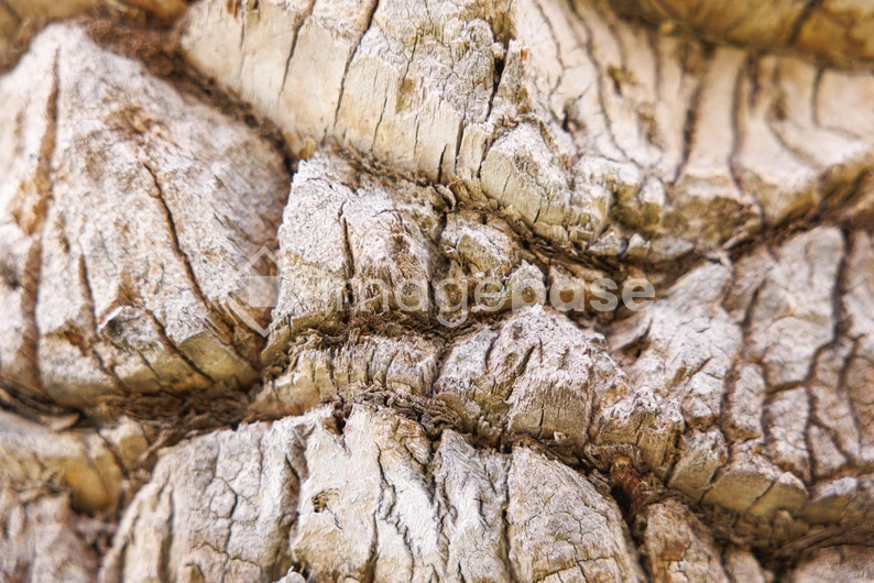 Close-up of Tree Bark