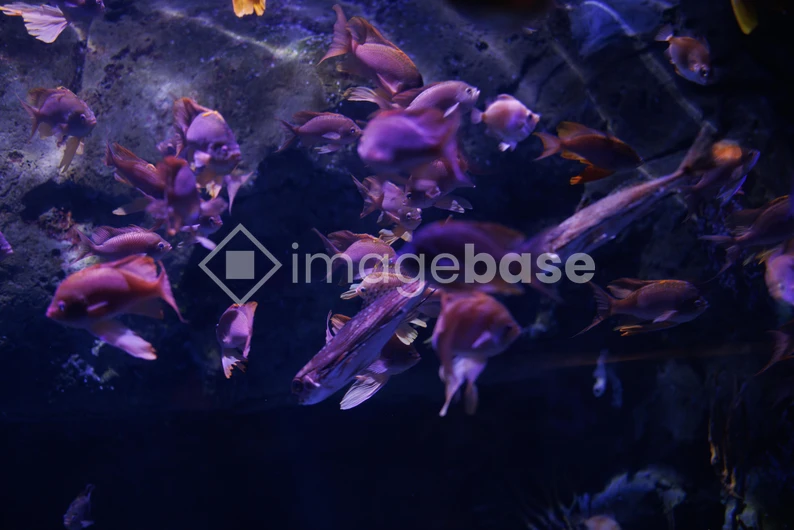 Underwater Dance