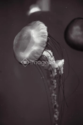 Graceful Jellyfish in Motion