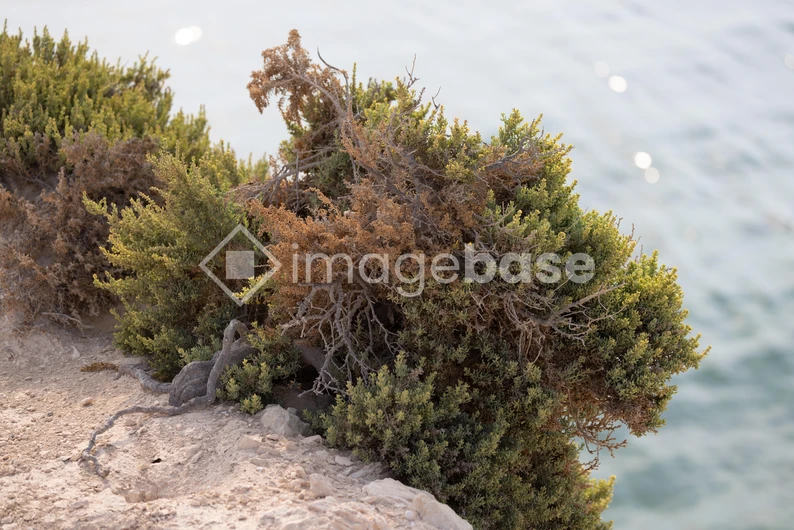 Coastal Foliage