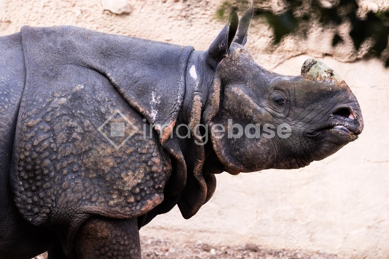 Close-up of a Rhinoceros