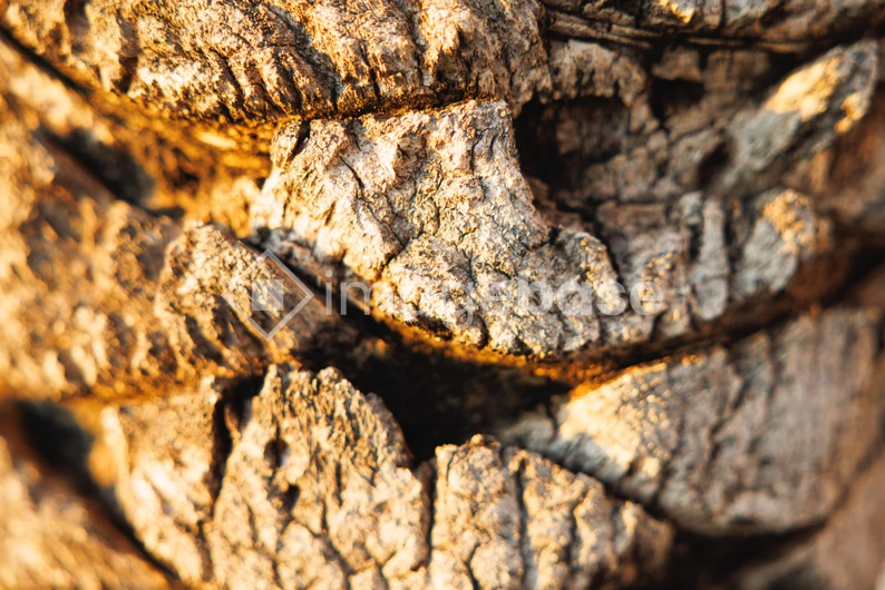 Close-up of Tree Bark Texture
