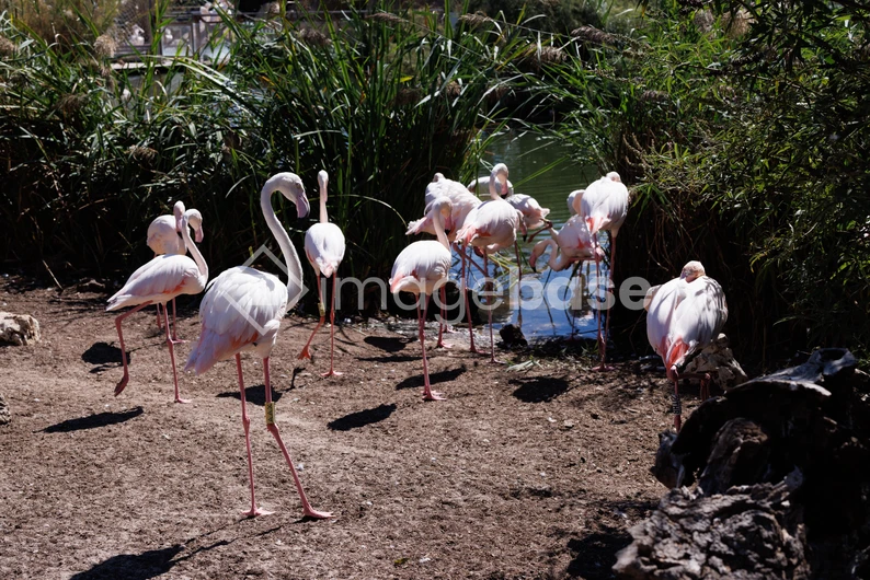 Flamingos by the Water