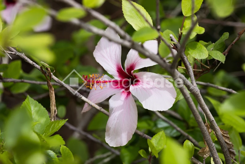 Hibiscus Blossom in Nature