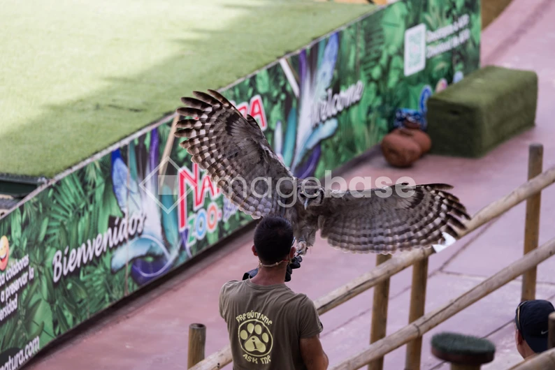 Owl Flight Show