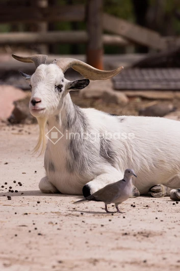 Goat and Dove in Natural Setting