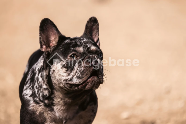 French Bulldog Portrait