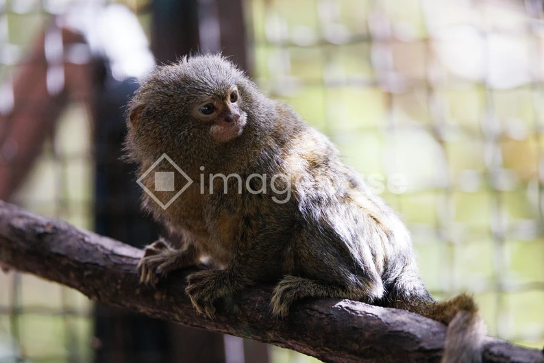 Pygmy Marmoset on a Branch