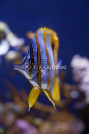 Vibrant Striped Fish Underwater