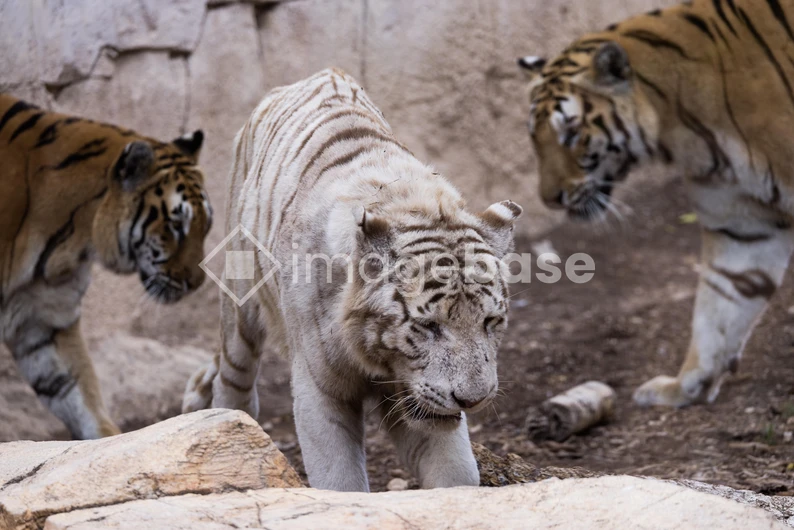 Tigers in Enclosure