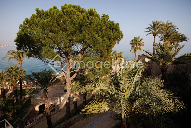 Mediterranean Palm Oasis