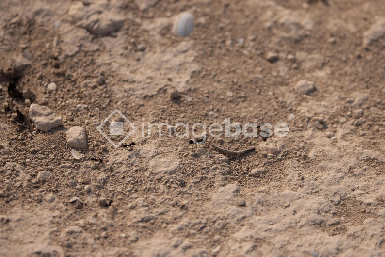 Ant Trail on Sandy Terrain