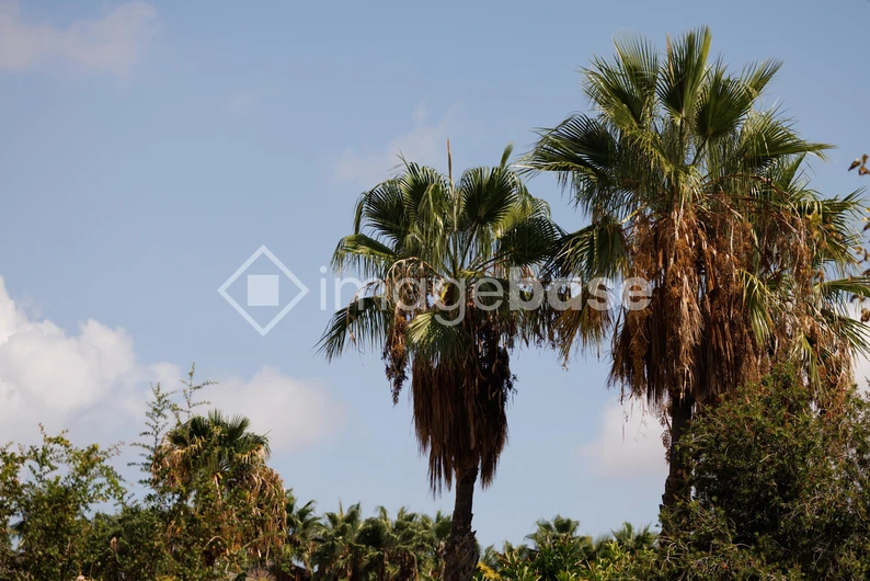 Tropical Palm Trees