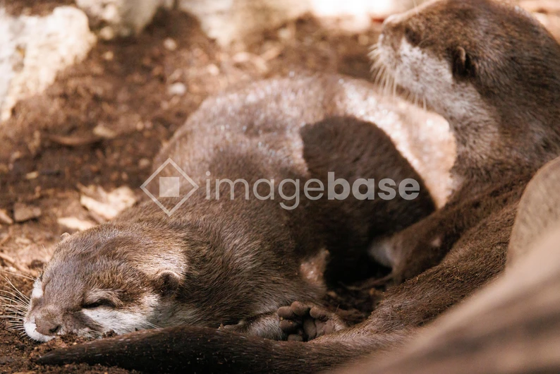 Resting Otters