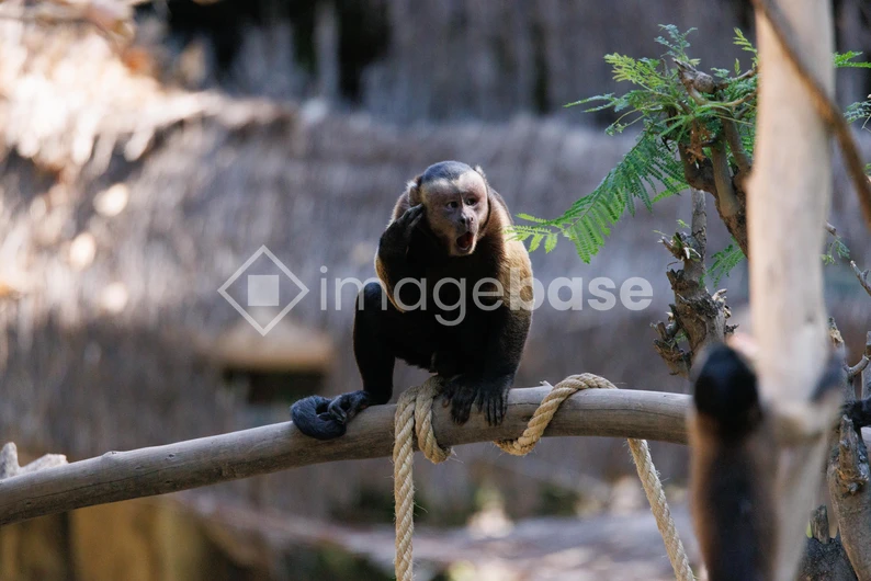 Capuchin Monkey on a Branch