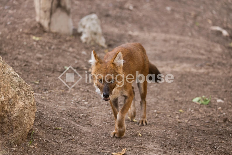 Wild Canine in Natural Habitat