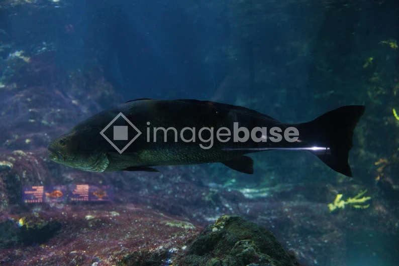 Aquarium Fish in Underwater Habitat
