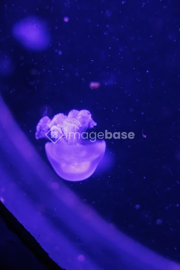 Illuminated Jellyfish