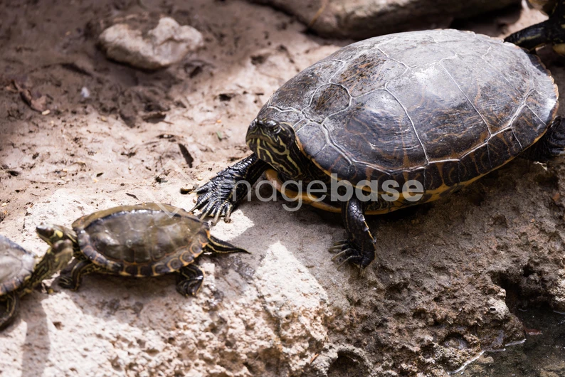 Turtles on a Rock