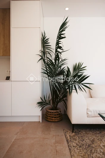 Minimalist Interior with Green Plant