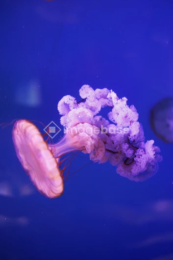 Graceful Jellyfish in Blue Waters