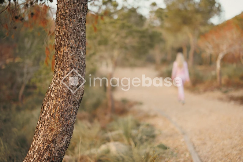 Serene Forest Pathway