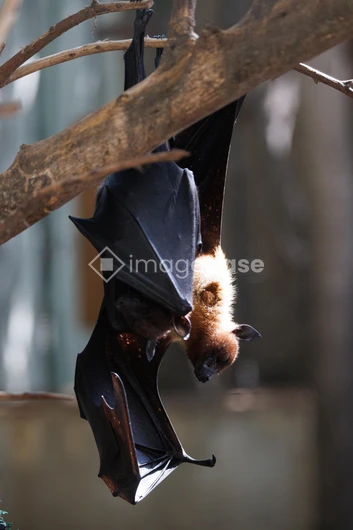 Hanging Bat in Natural Habitat