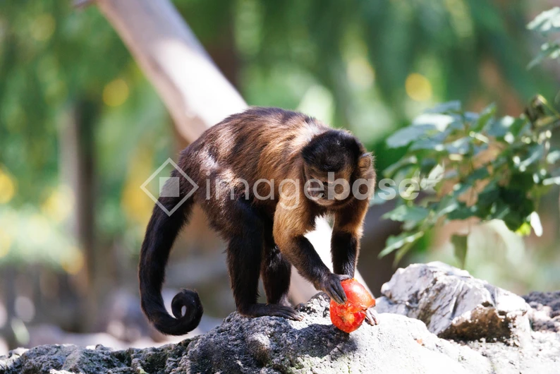Monkey in the Wild