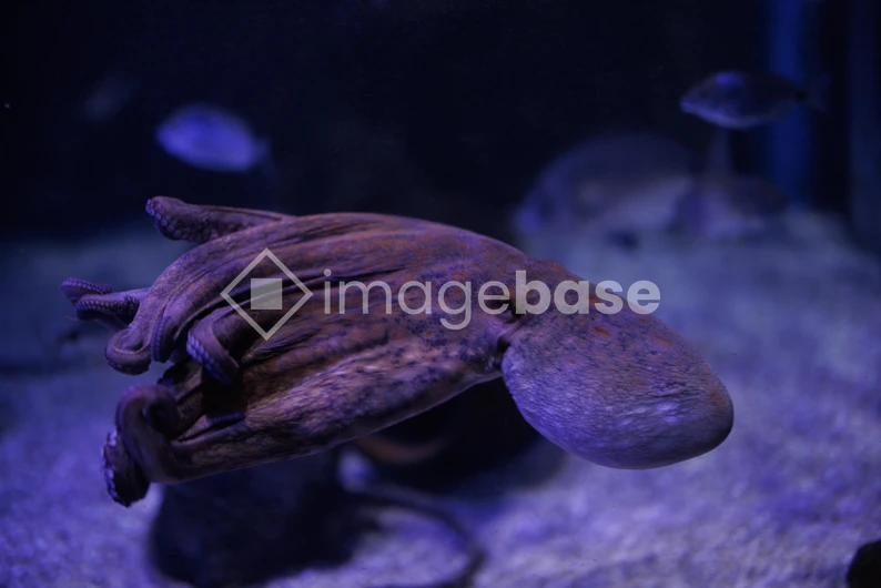 Mysterious Deep-Sea Creature