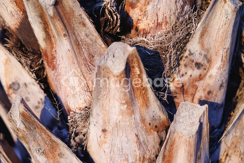 Close-up of Palm Tree Texture