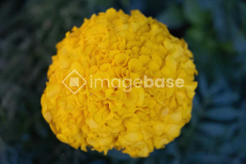 Vibrant Yellow Marigold